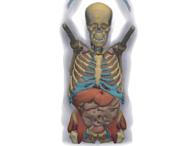 Baseline: pyvista-examples-downloads-download_whole_body_ct_male-9511ada8603c5140_00_00