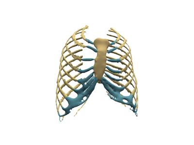 Baseline: sphx_glr_anatomical_groups_006_vtksz
