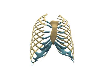 Generated: sphx_glr_anatomical_groups_006_vtksz